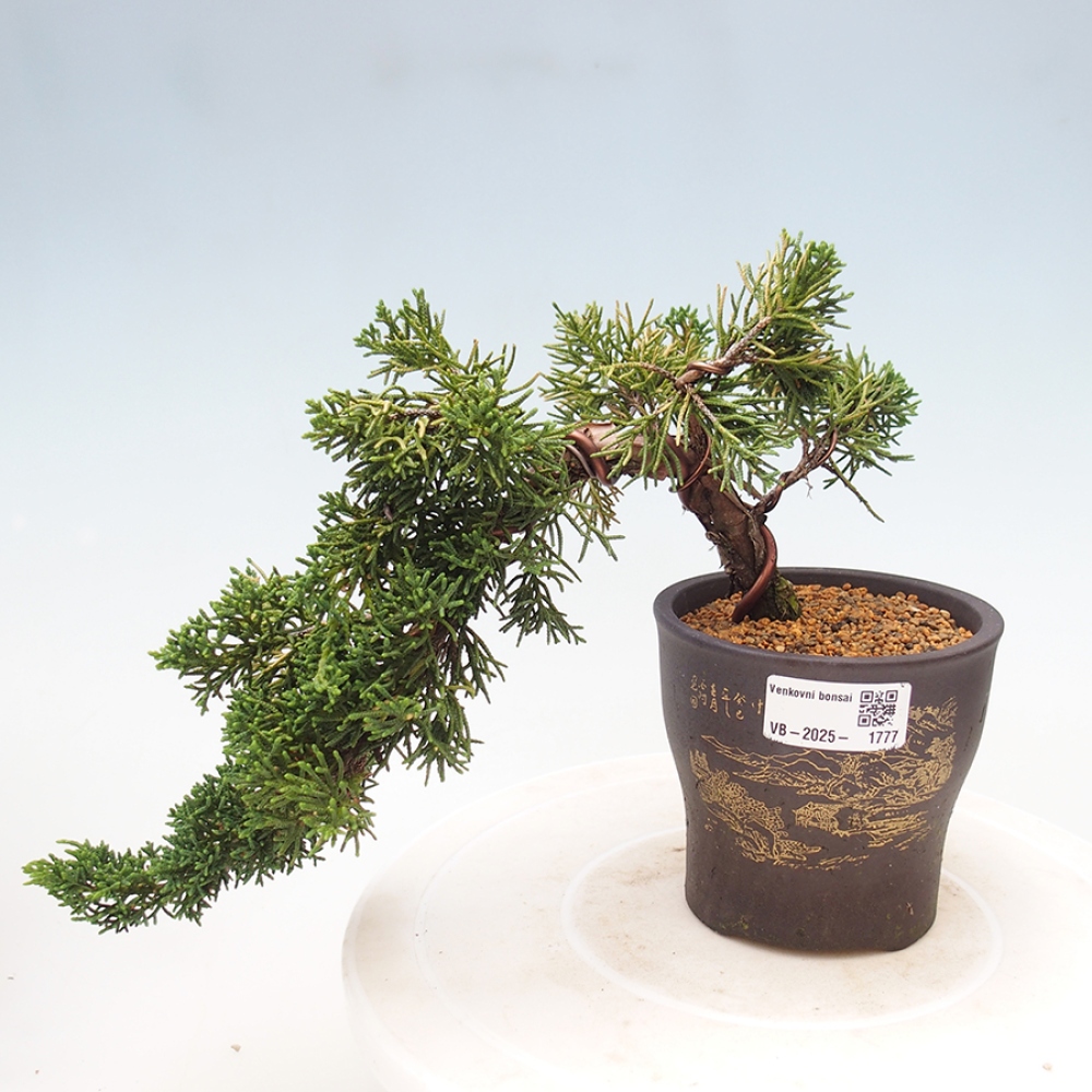 Bonsai im Freien - Juniperus chinensis Kishu - Chinesischer Wacholder