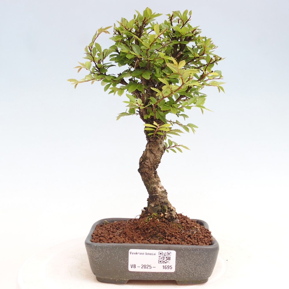 Bonsai im Freien - Zelkova - Zelkova NIRE