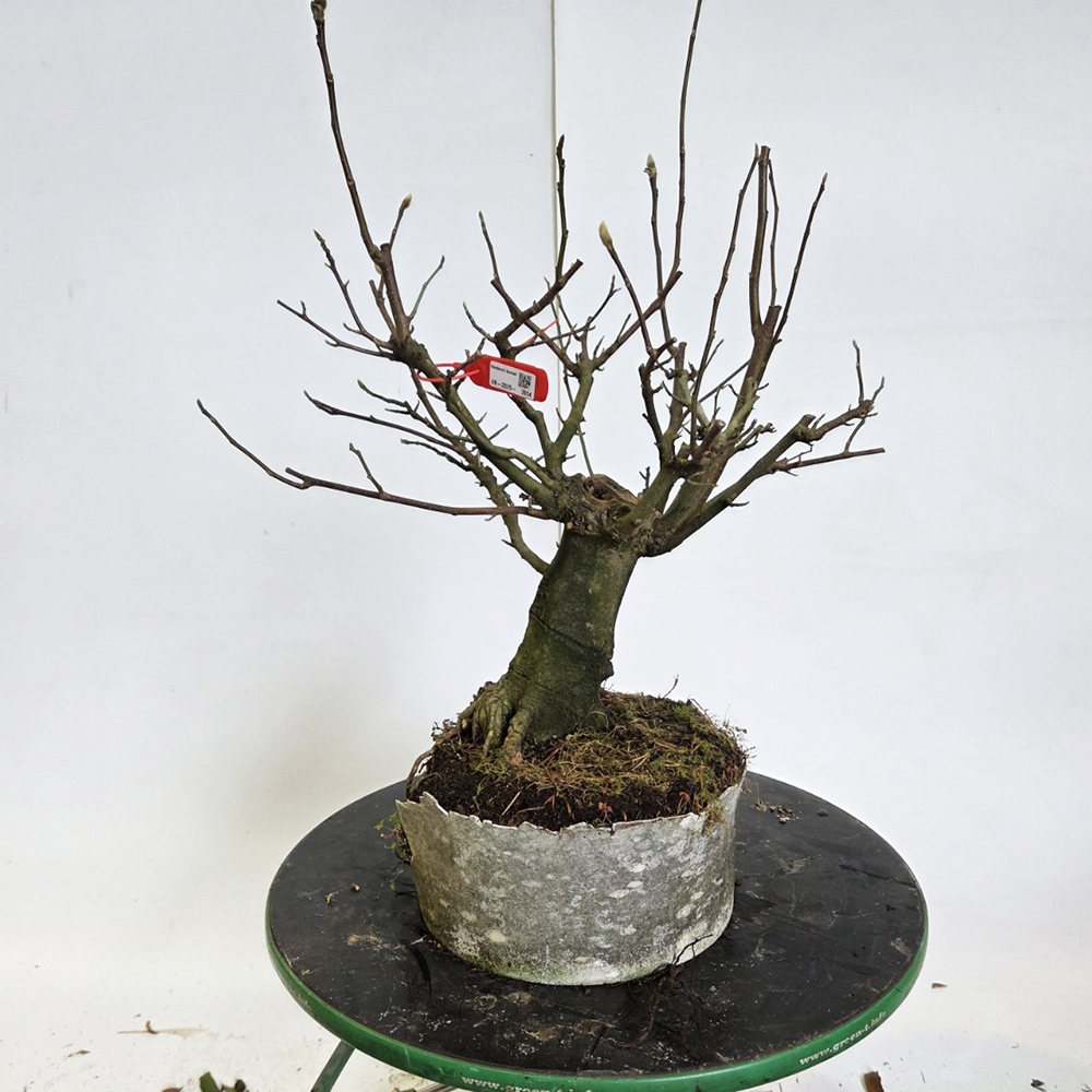 Bonsai für draußen - Magnolie - Šácholan