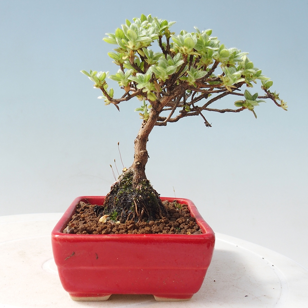 Outdoor-Bonsai - Rododendron indicum - Japanische Azalee