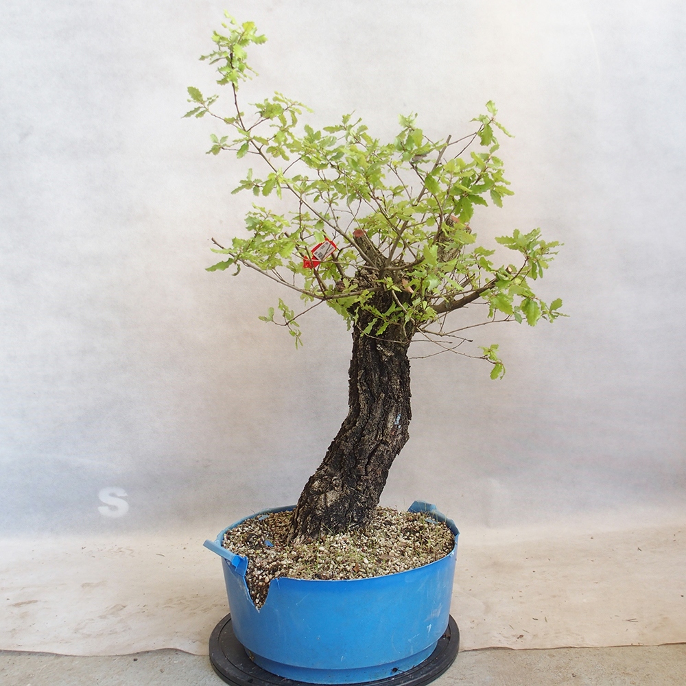 Freilandbonsai Quercus Cerris - Eiche Cer
