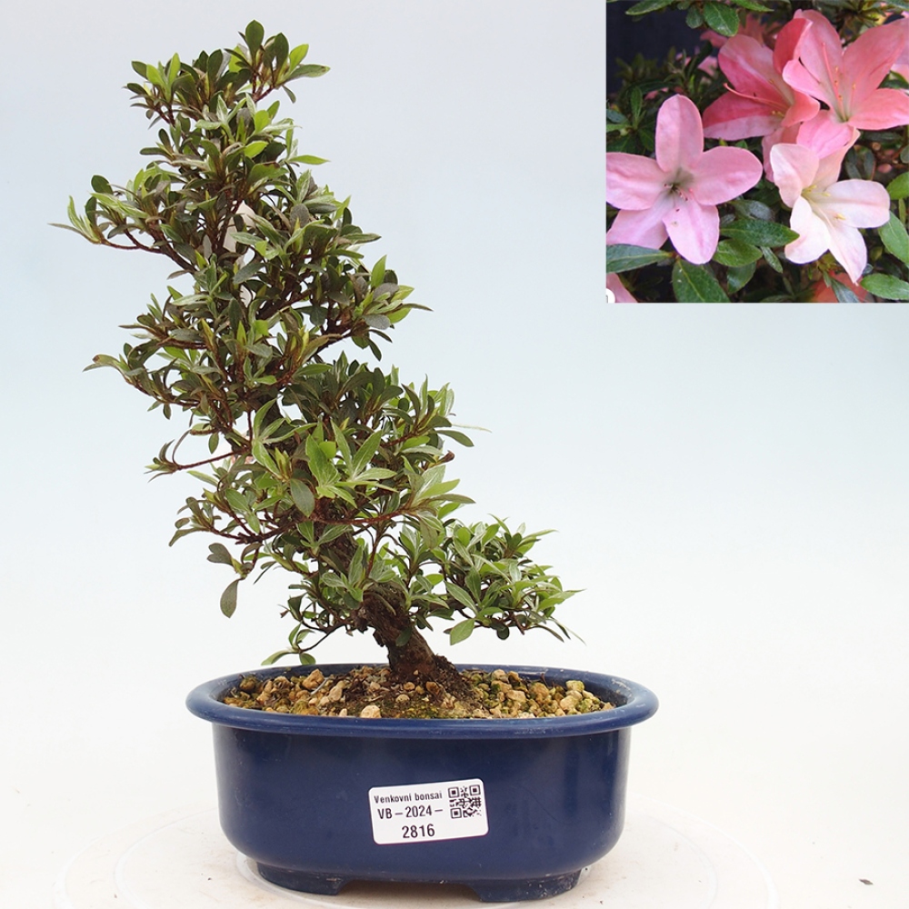 Bonsai im Freien - Japanische Azalee - Azalea Nikko