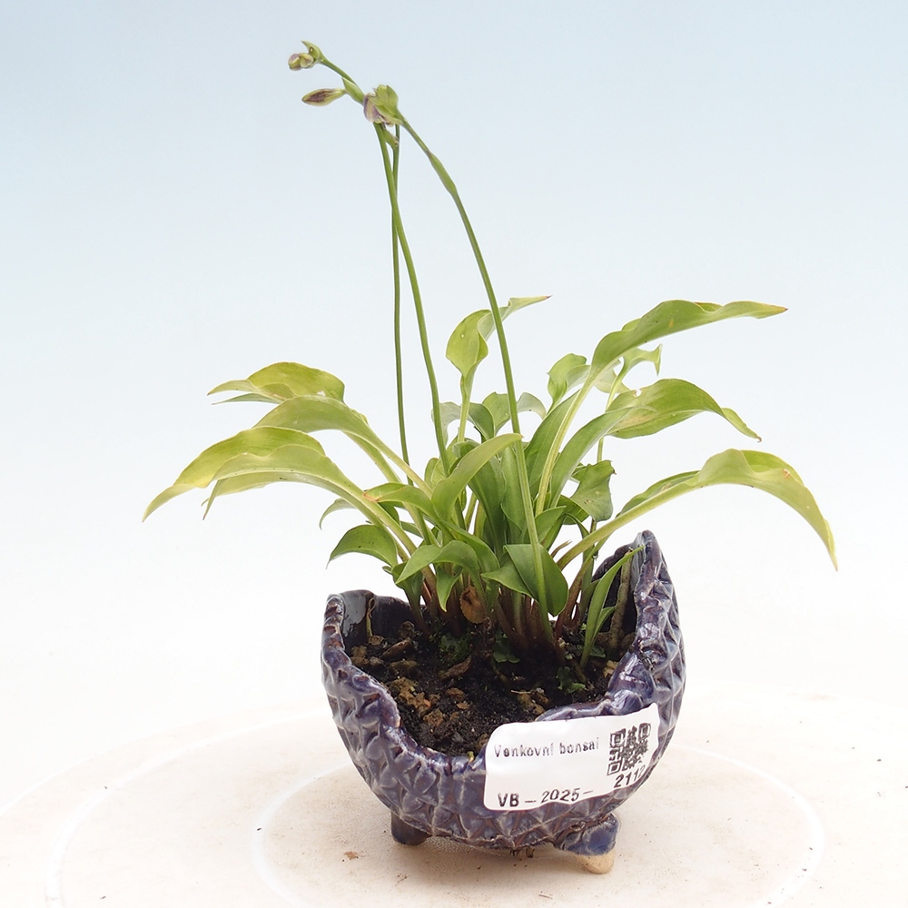 Bonsai im Freien - Mini Hosta - Göttin