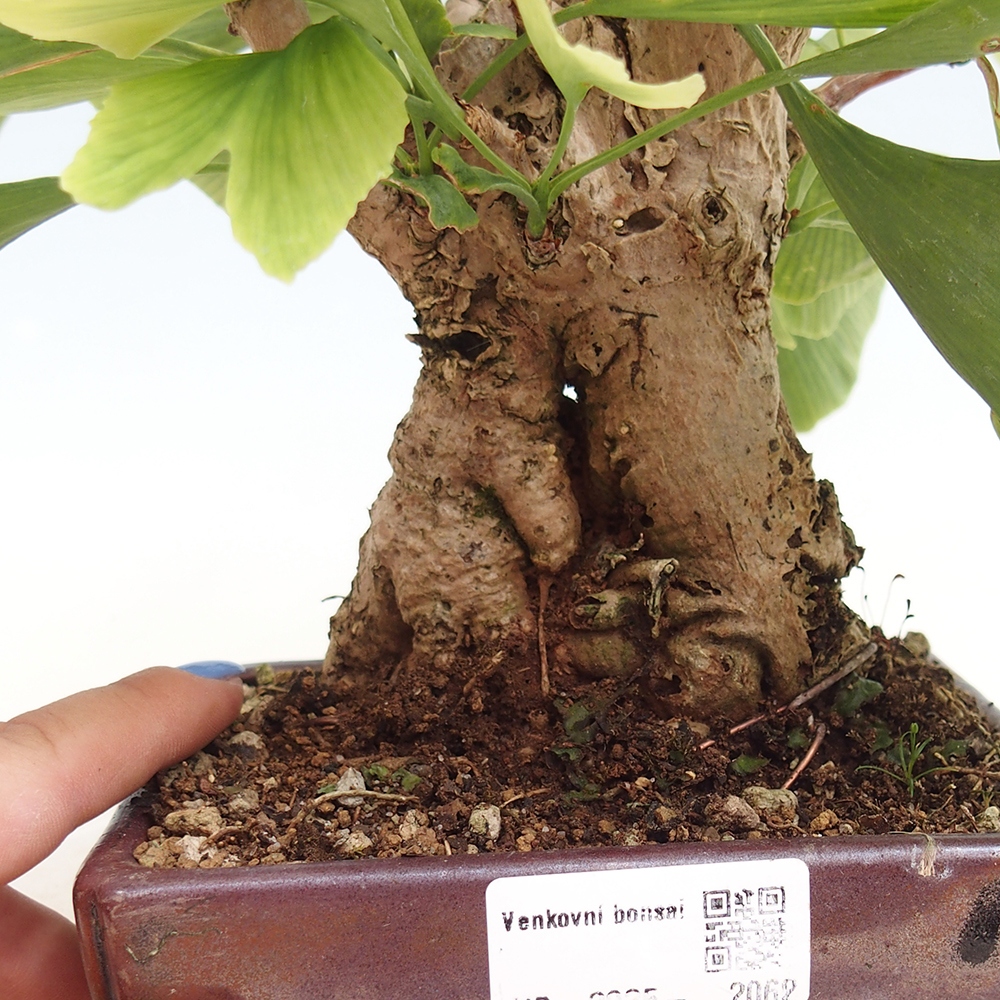 Bonsai im Freien - Jinan biloba - Ginkgo biloba
