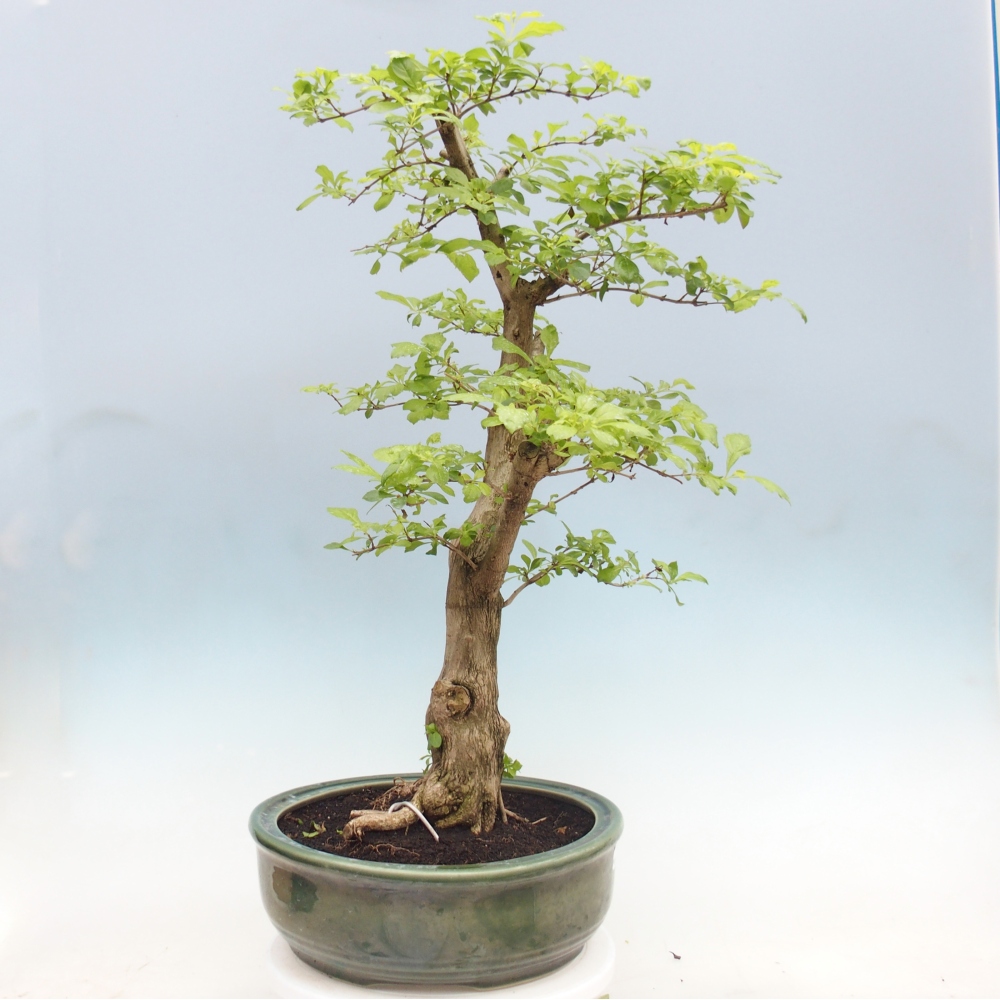 Zimmerbonsai - Duranta erecta Aurea - NUR PERSÖNLICHE ABHOLUNG oder Palettentransport