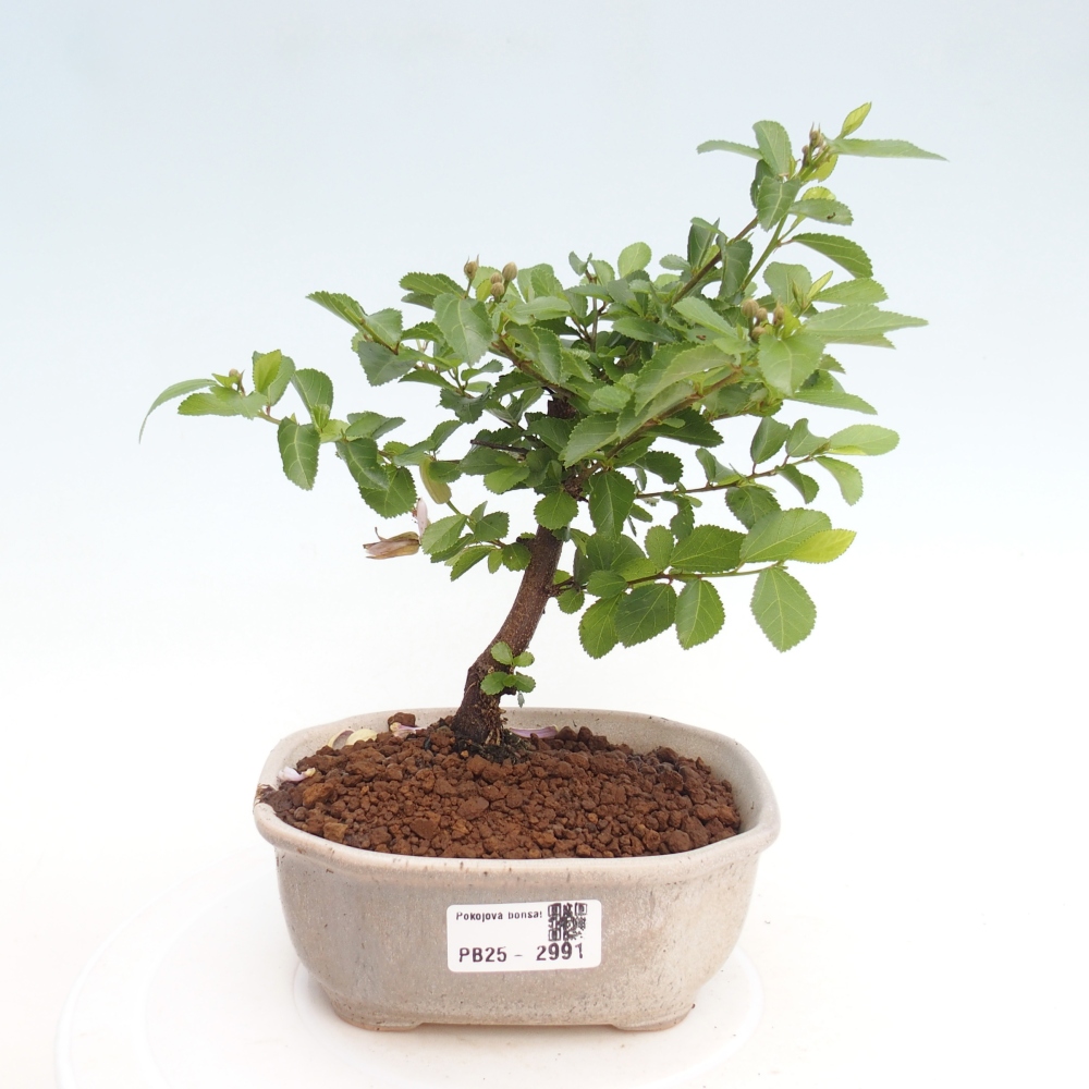 Zimmerbonsai - Grewia occidentalis - Lavendelstern