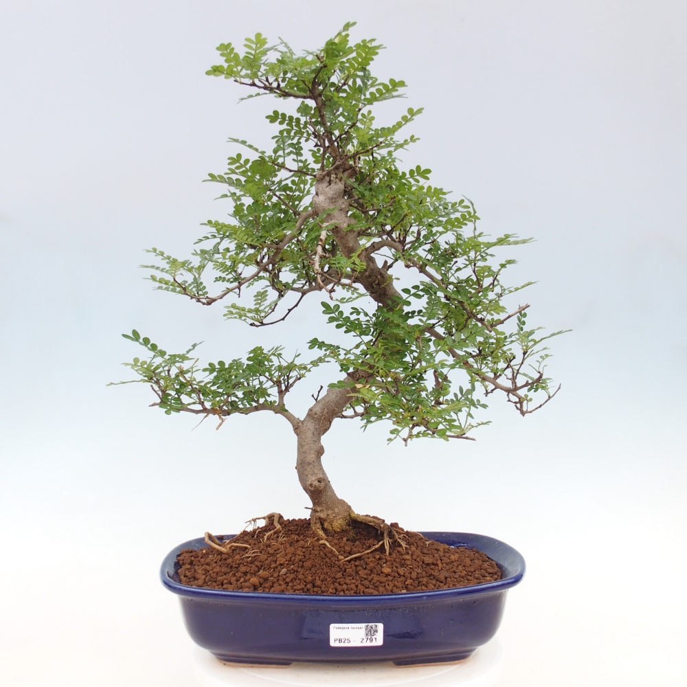Zimmerbonsai - Zantoxylum piperitum - Pfefferminze