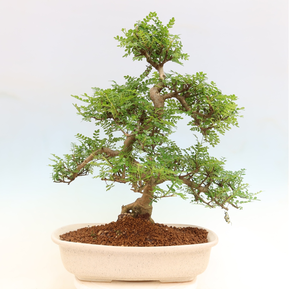 Zimmer Bonsai - Zantoxylum piperitum - Pfefferbaum