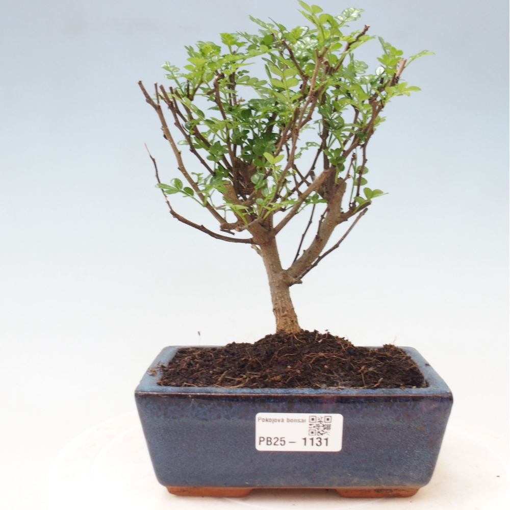 Indoor-Bonsai - Zantoxylum piperitum - Pfefferminze