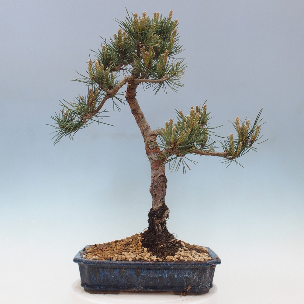 Bonsai im Freien - Pinus Sylvestris - Waldkiefer