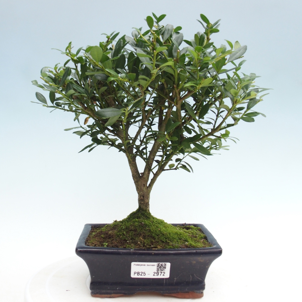 Indoor bonsai - Ilex crenata - Holly