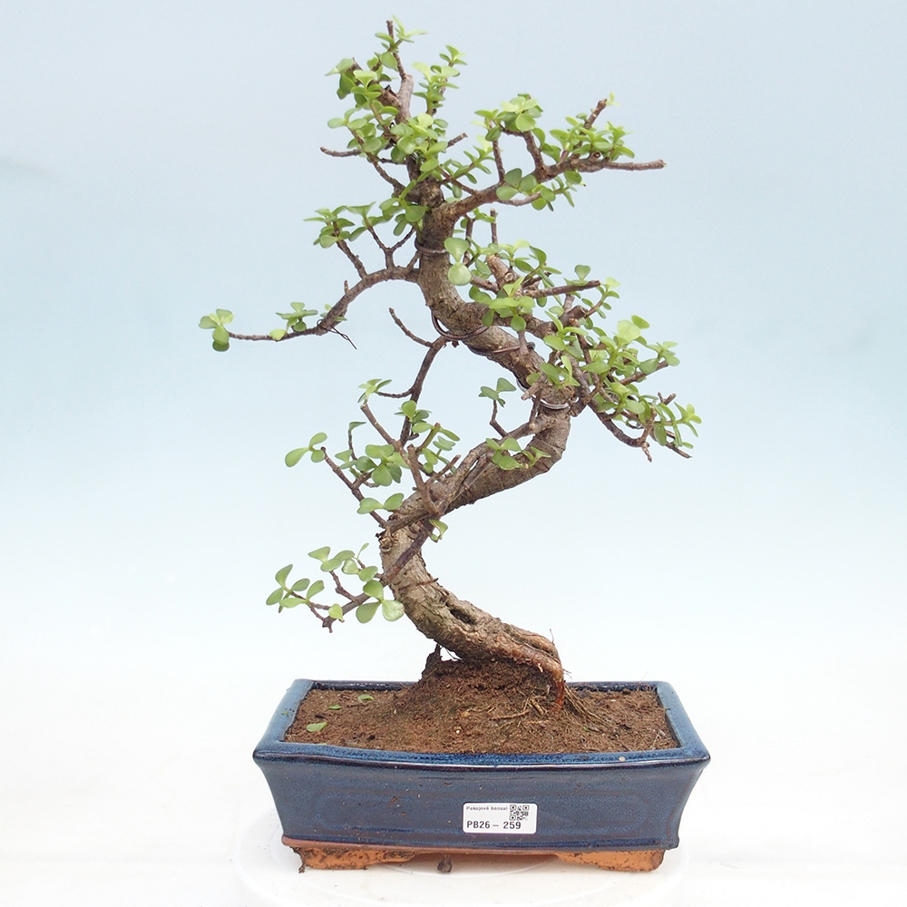 Zimmer Bonsai - Portulakaria Afra - Tlustice