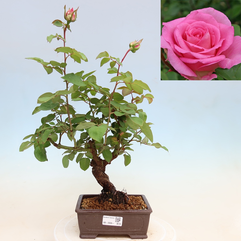 Bonsai für draußen - Rosa Kordes - Rose