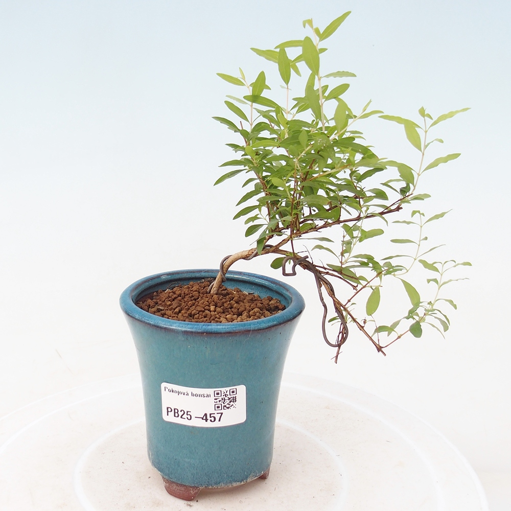 Zimmer Bonsai-PUNICA Granatum -Granatapfel