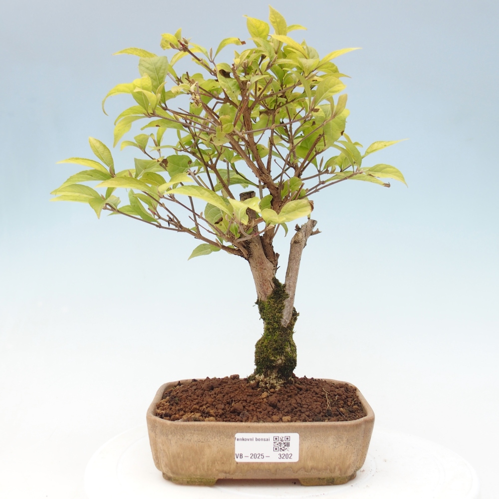 Bonsai im Freien - wunderschöne Pflanze - Callicarpa japonica