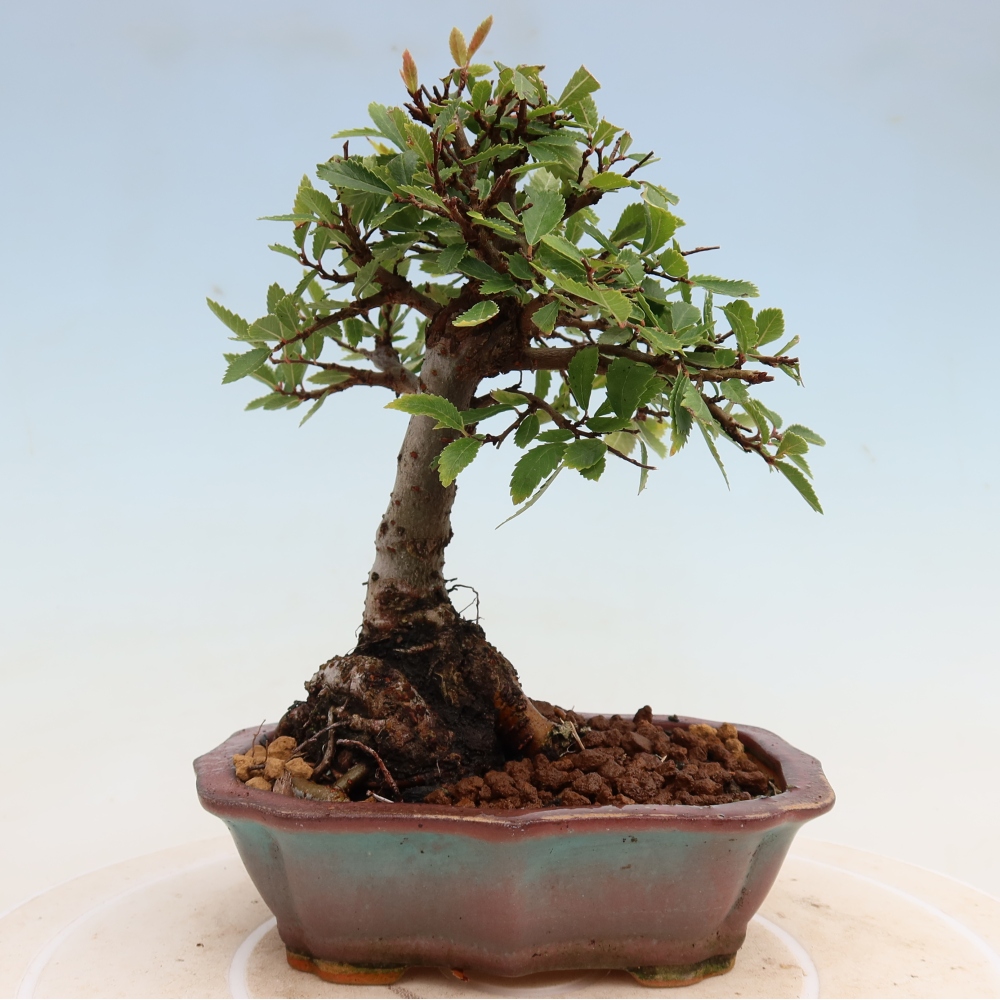 Bonsai für draußen - Zelkova - Zelkova NIRE
