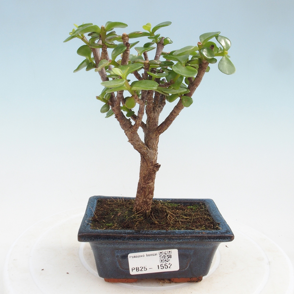 Zimmerbonsai - Portulakaria Afra - Tlustice