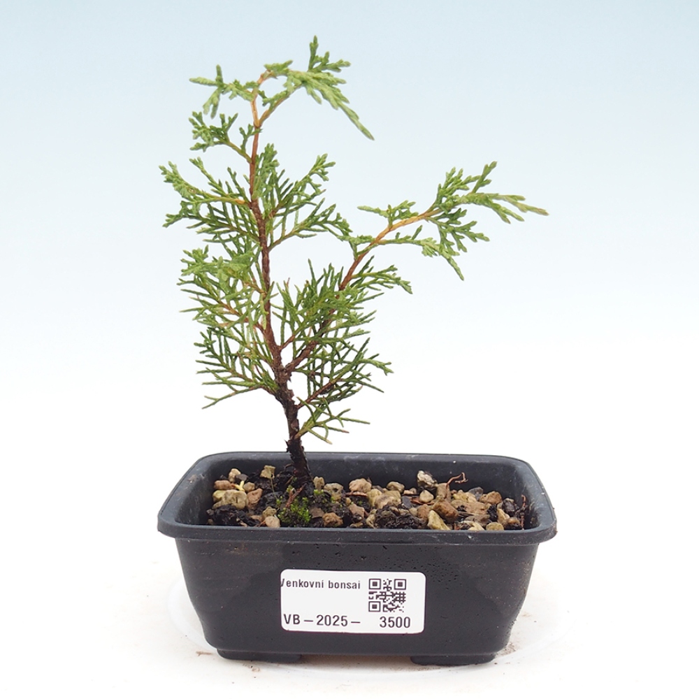 Bonsai für draußen - Juniperus chinensis Itoigawa