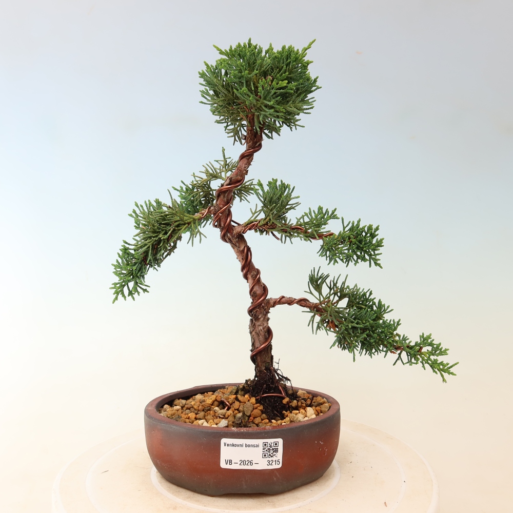 Bonsai für draußen - Juniperus chinensis Kishu