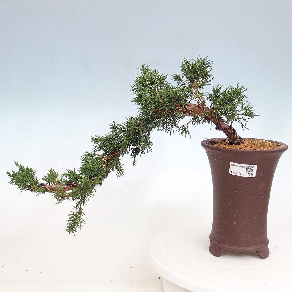 Bonsai im Freien - Juniperus chinensis Kishu - Chinesischer Wacholder