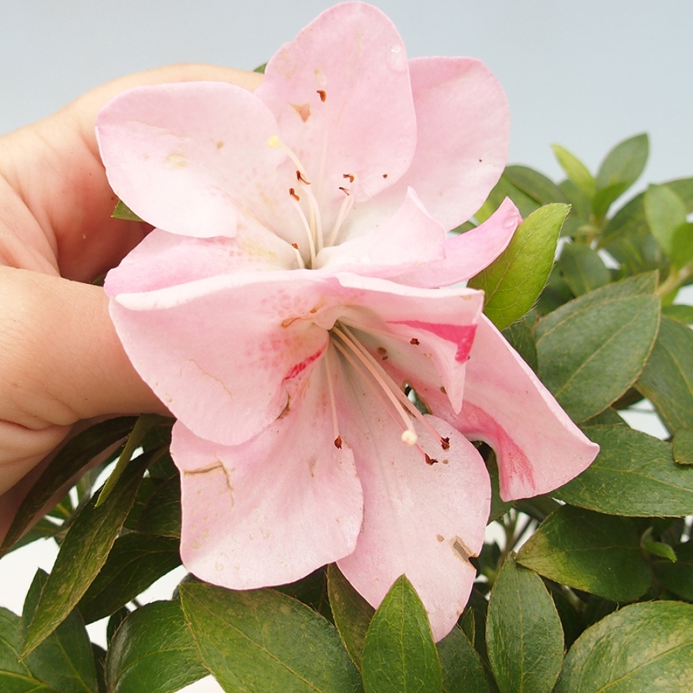 Bonsai im Freien - Japanische Azalee - Azalea Saien
