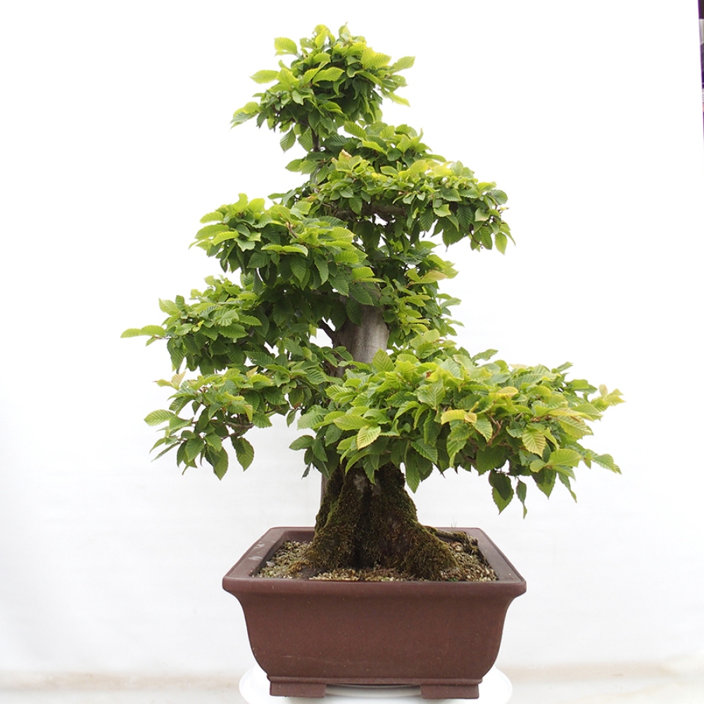 Bonsai im Freien - Hainbuche - Carpinus betulus