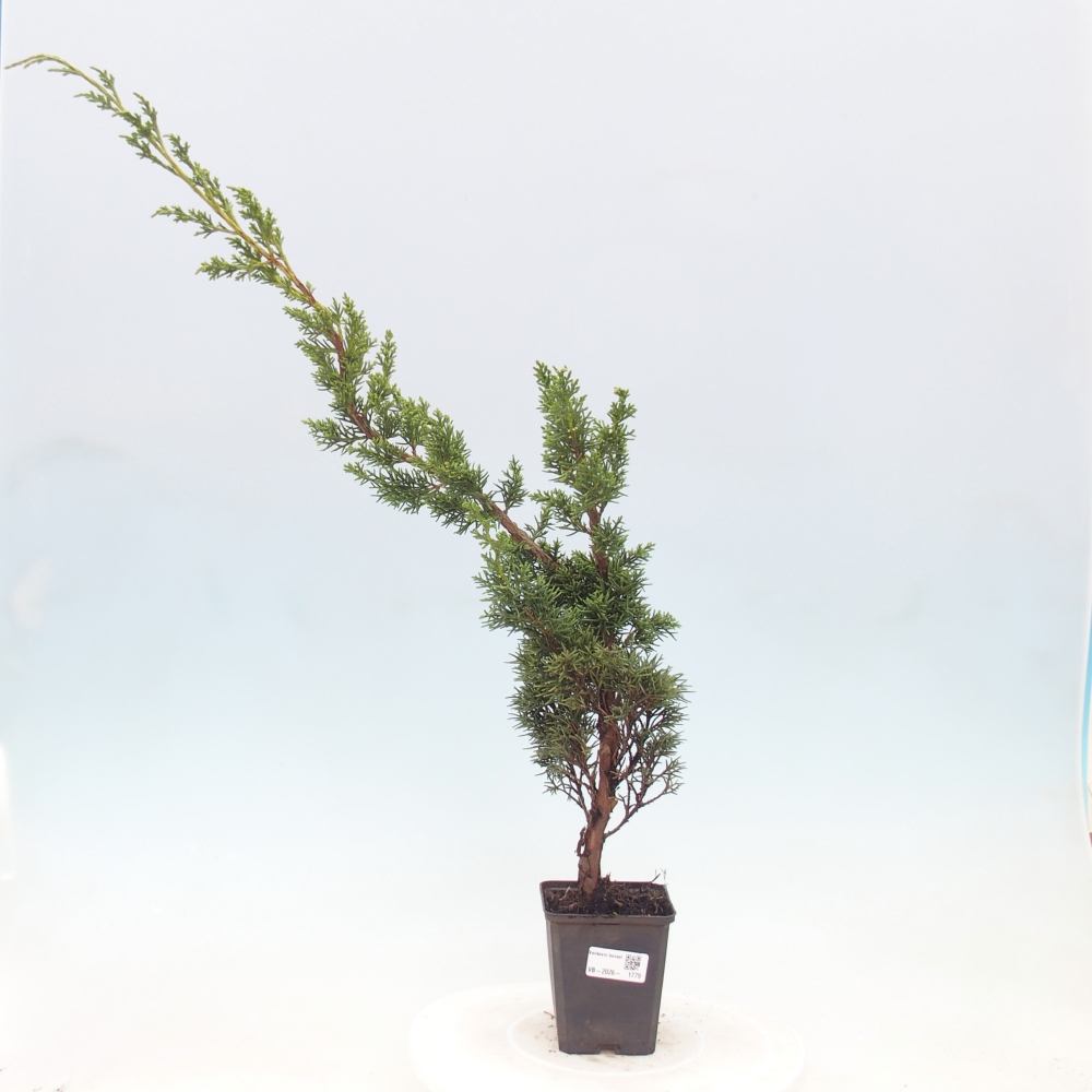 Bonsai für draußen - Juniperus chinensis Kishu