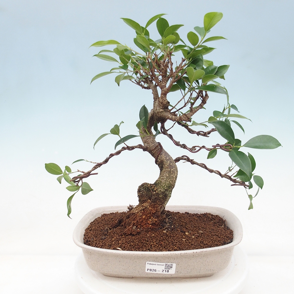Zimmerbonsai - Ficus retusa - Kleinblättriger Ficus