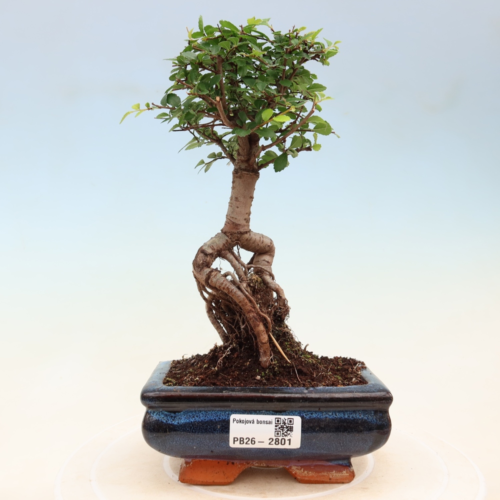 Zimmerbonsai - Ulmus parvifolia - Kleinblättrige Ulme