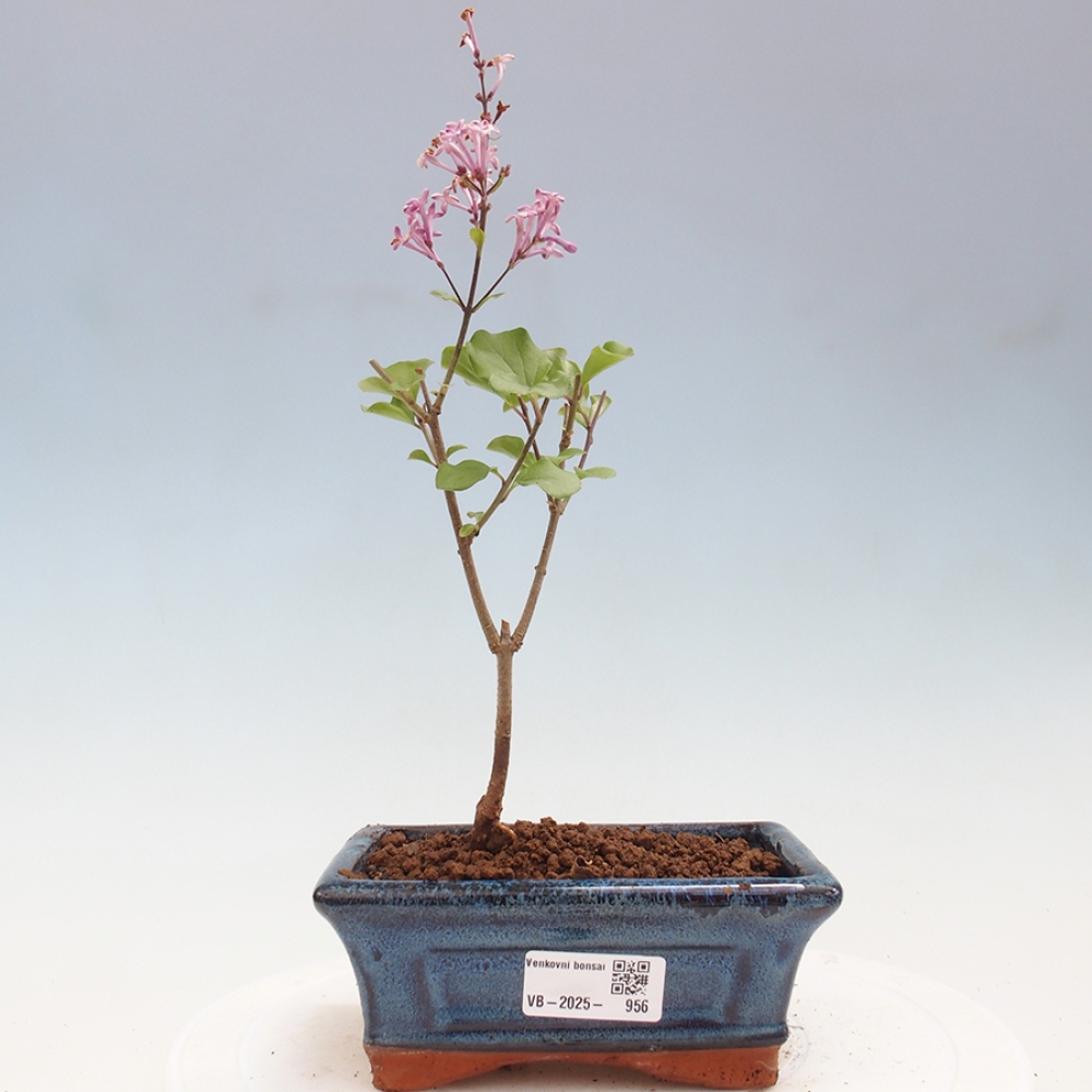 Bonsai im Freien – Syringa Meyeri Palibin – Meyers Flieder