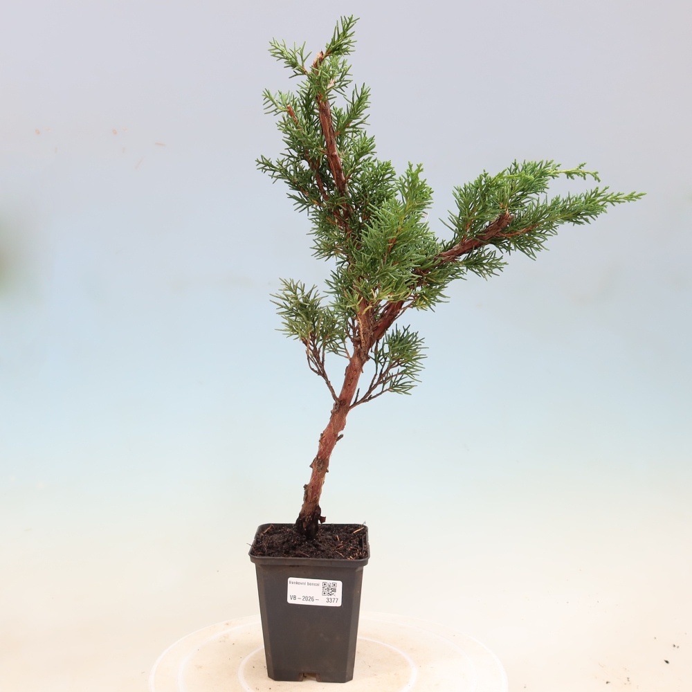 Bonsai für draußen - Juniperus chinensis Kishu