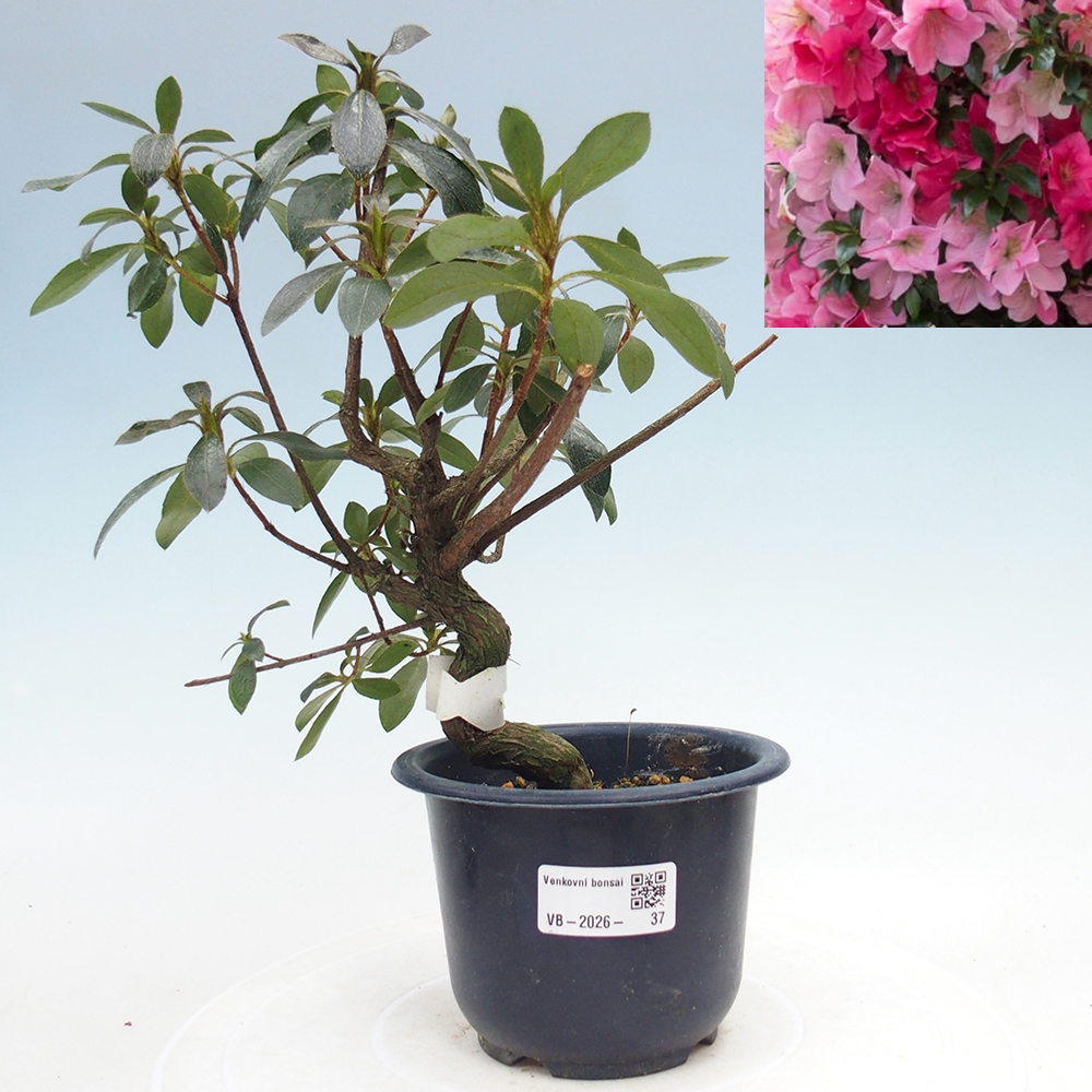 Bonsai für draußen - Japanische Azalee - Azalea Saien