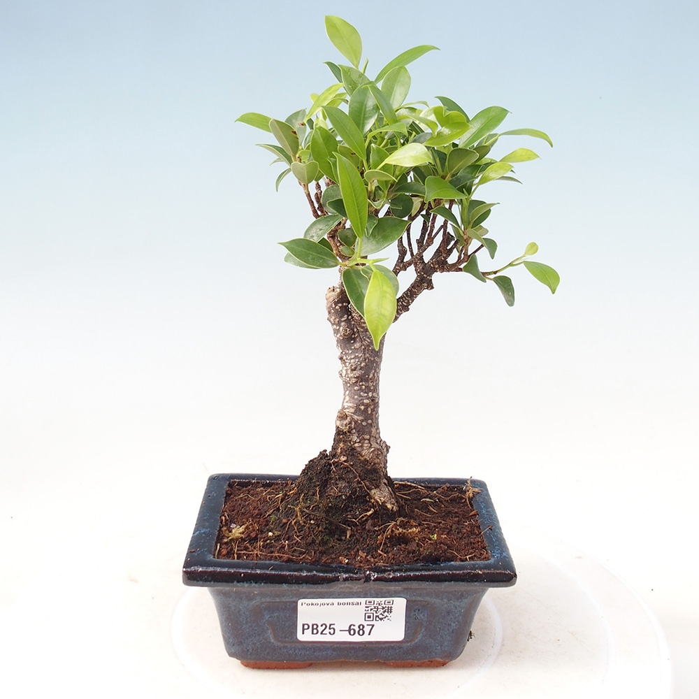 Zimmerbonsai - Kleinblättriger Ficus - Ficus kimmen