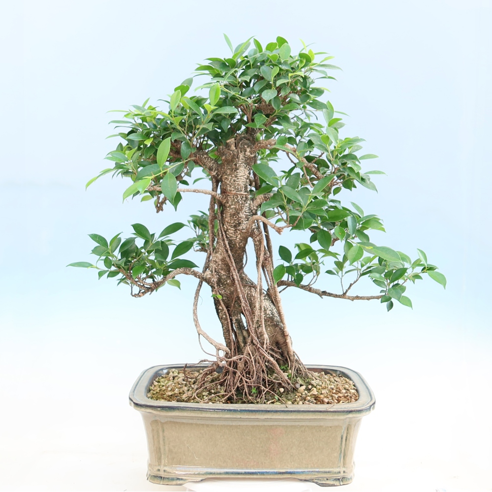 Zimmerbonsai - Ficus kimmen - Kleinblättriger Ficus