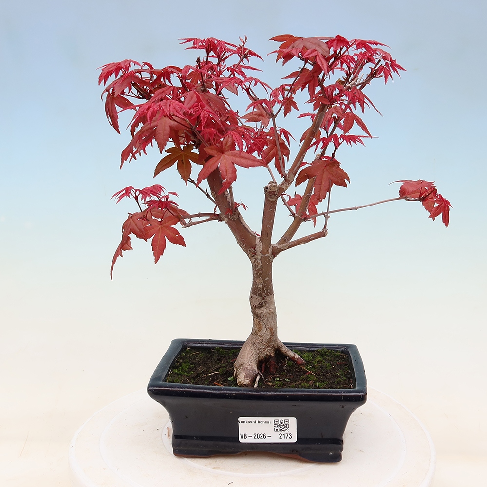 Bonsai für draußen - Acer palmatum DESHOJO