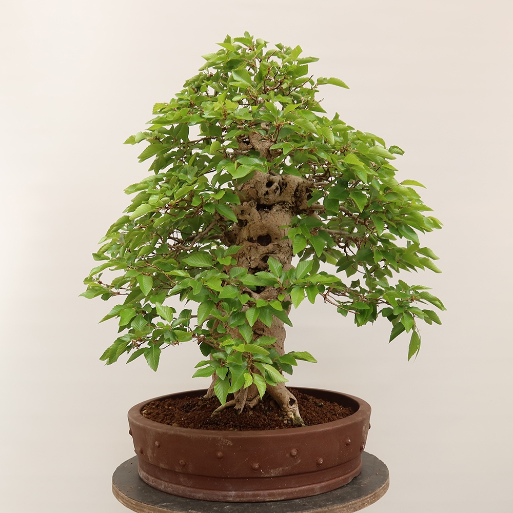 Bonsai im Freien - Carpinus Coreana - Koreanische Hainbuche