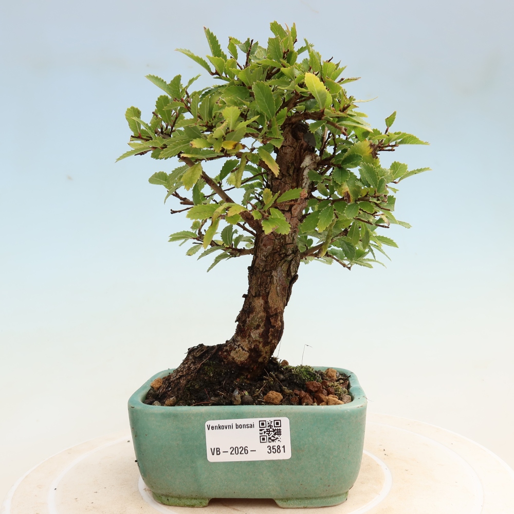 Bonsai für draußen - Zelkova - Zelkova NIRE