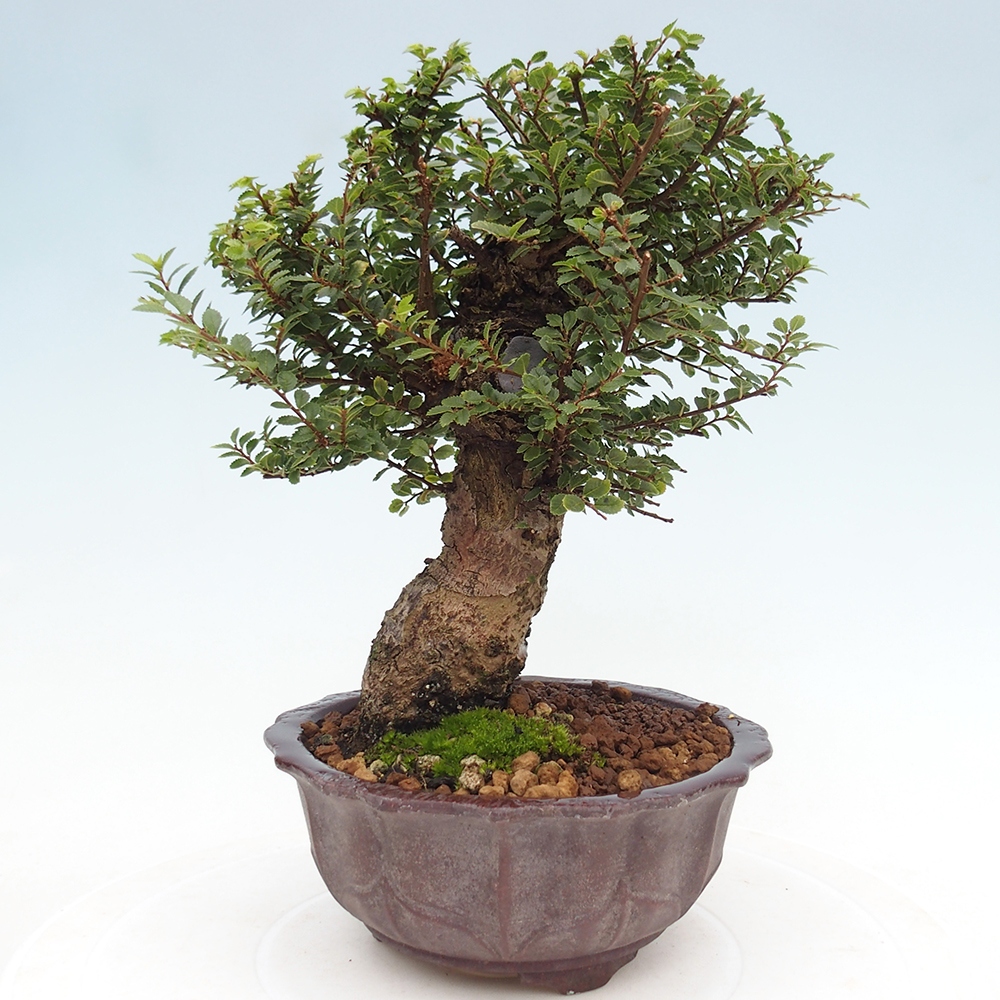 Bonsai im Freien - Ulmus parvifolia Hokkaido - Chinesische Ulme