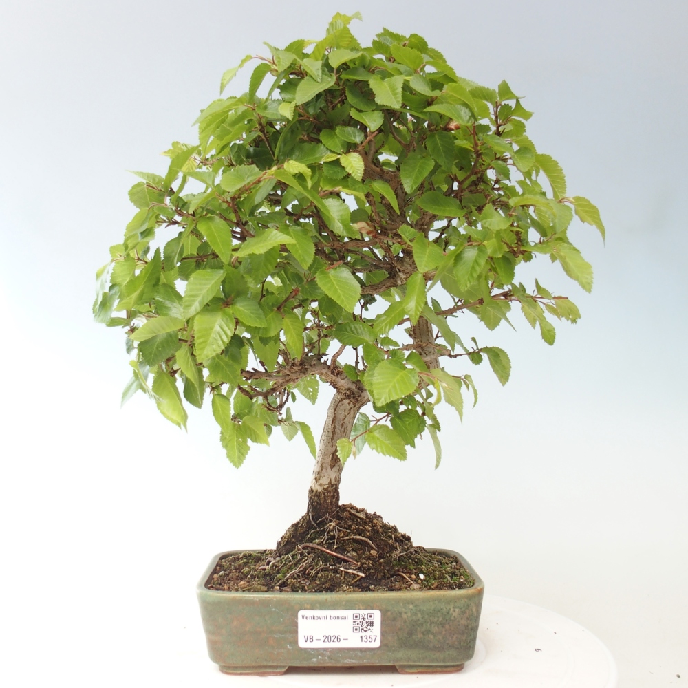 Bonsai für draußen -Carpinus CARPINOIDES - Koreanische Hainbuche