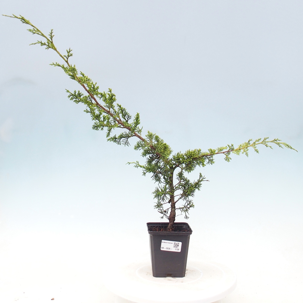 Bonsai für draußen - Juniperus chinensis Itoigawa