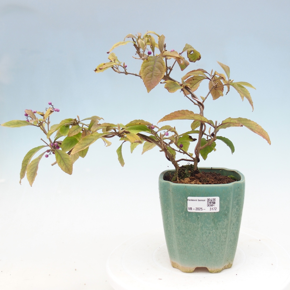 Freilandbonsai – wunderschöne Pflanze – Callicarpa bodinierova profusion