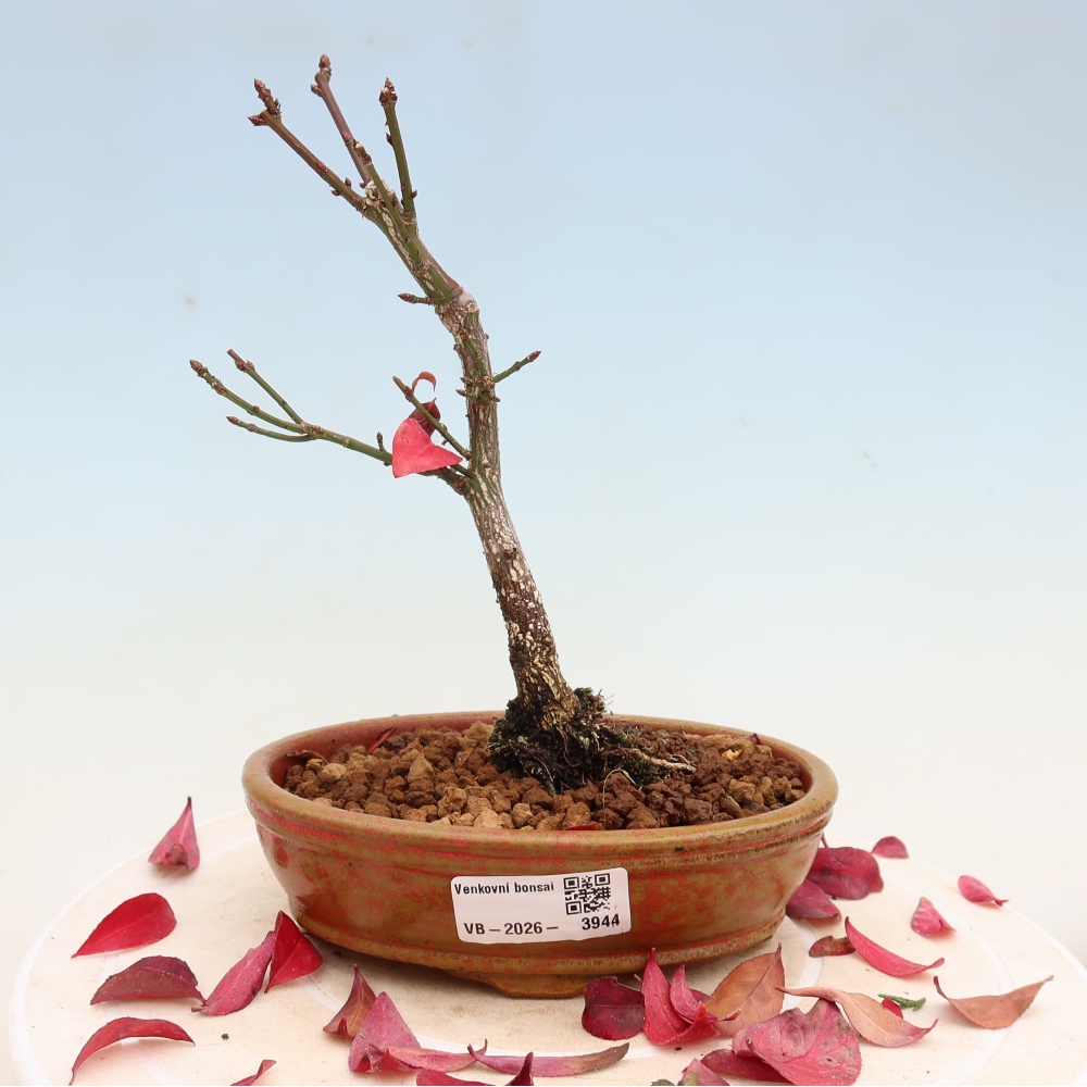 Bonsai für den Außenbereich – Euonymus alatus comactus – Flügel-Spindelstrauch