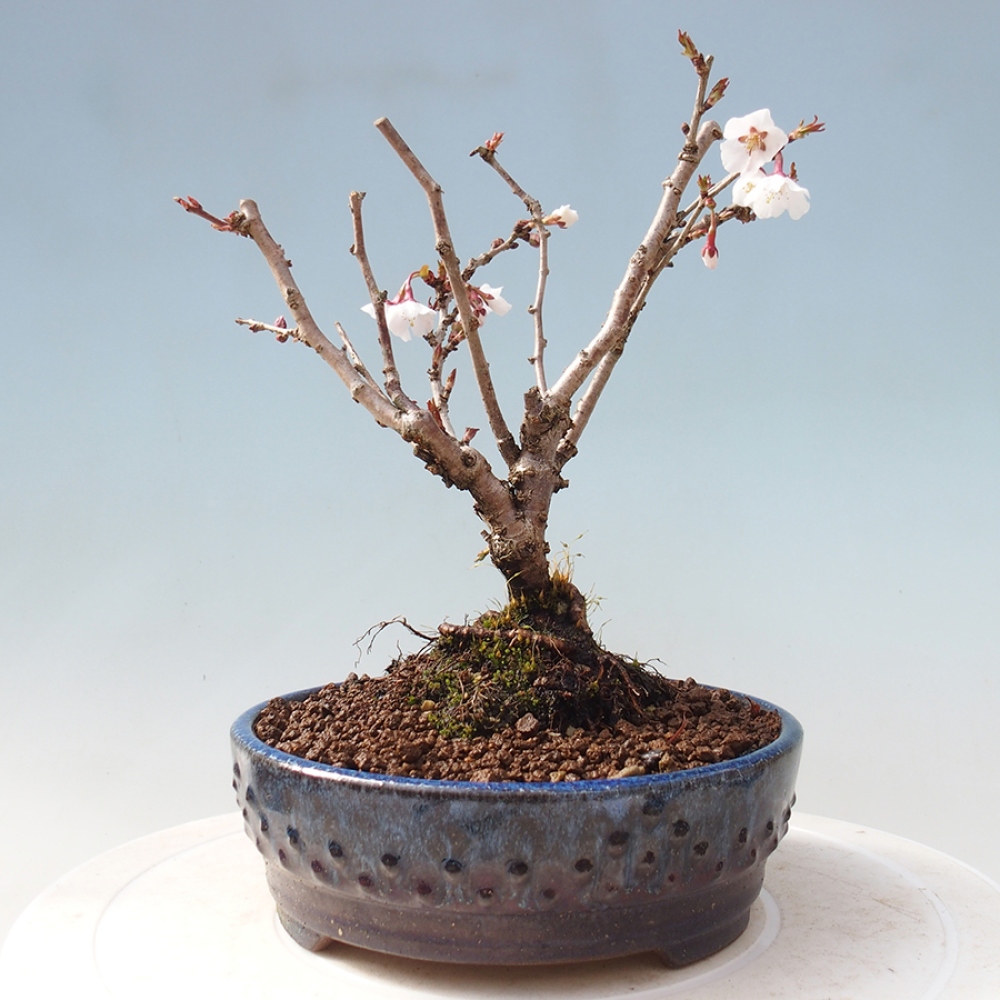 Bonsai im Freien - Prunus incisa Kojou-no mai-Pflaume geschnitten