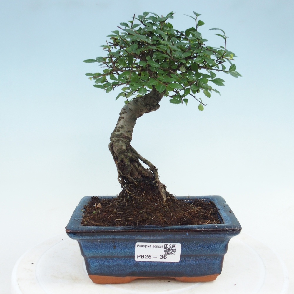 Zimmerbonsai - Ulmus parvifolia - Kleinblättrige Ulme