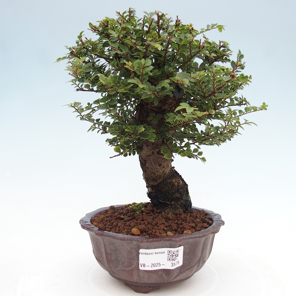 Bonsai im Freien - Ulmus parvifolia Hokkaido - Chinesische Ulme