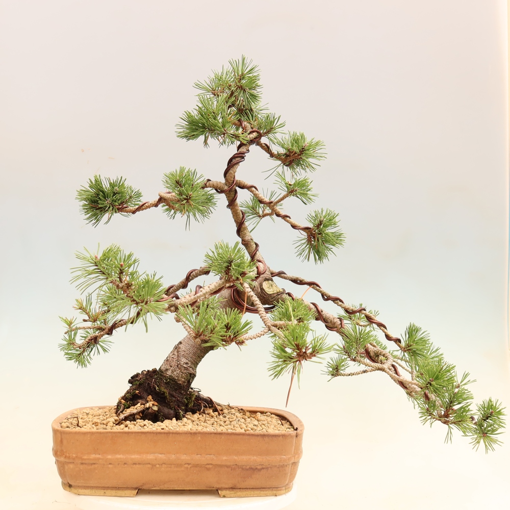 Bonsai für den Außenbereich – Pinus mugo Humpy – Zwergkiefer