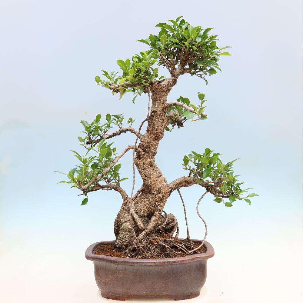 Zimmerbonsai - Ficus kimmen - Kleinblättriger Ficus