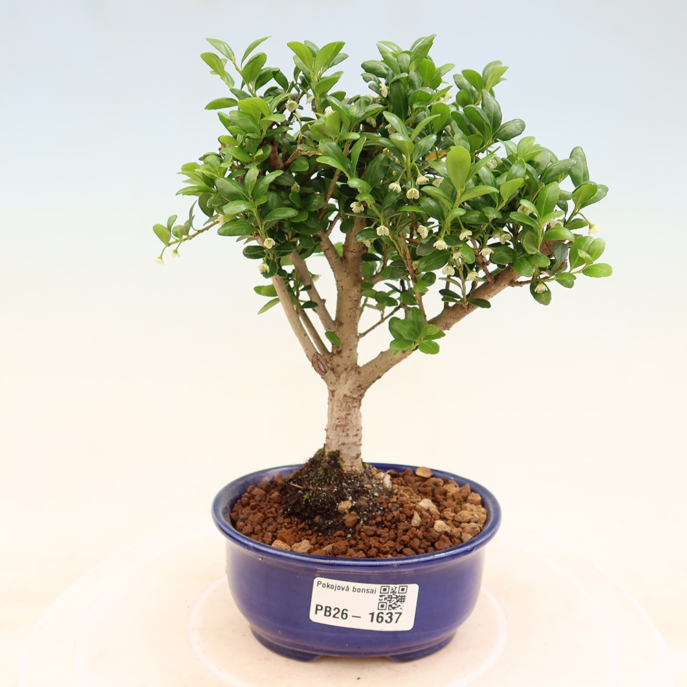 Zimmer Bonsai - Ilex crenata - Stechpalme