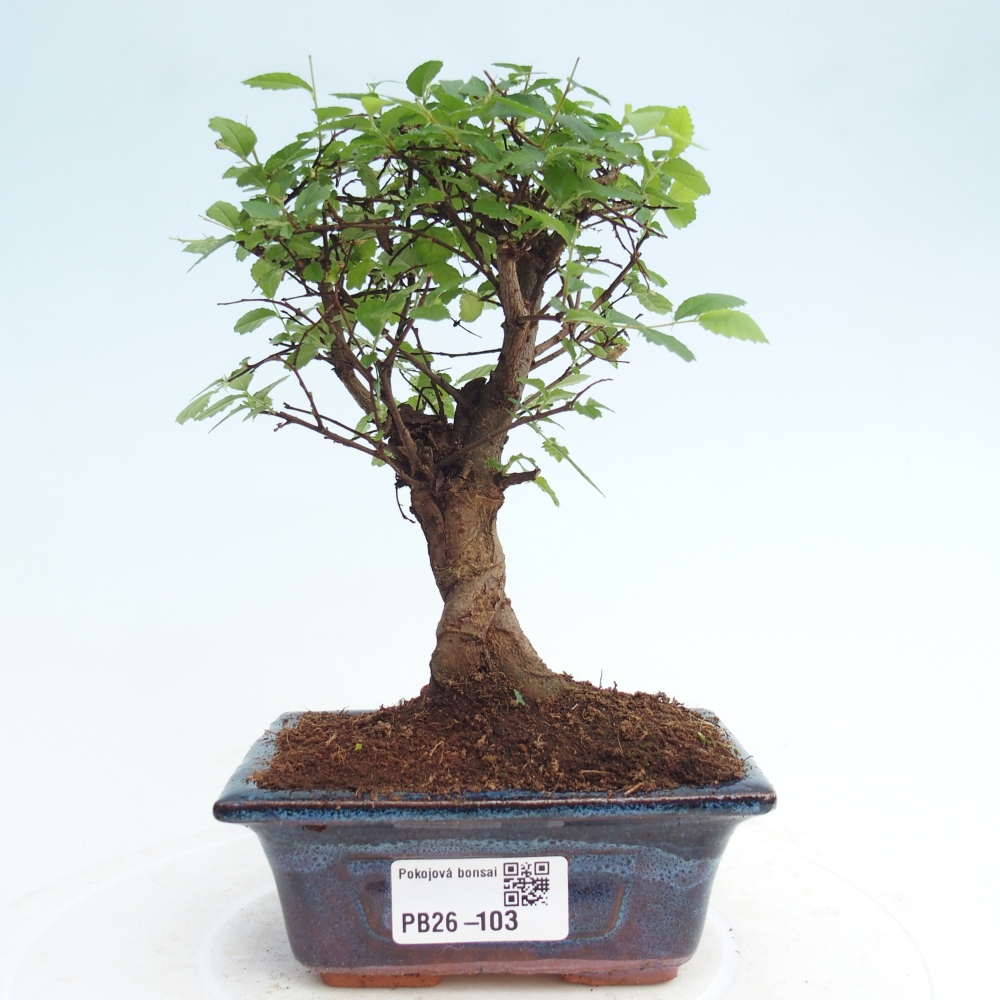 Zimmerbonsai - Ulmus parvifolia - Kleinblättrige Ulme