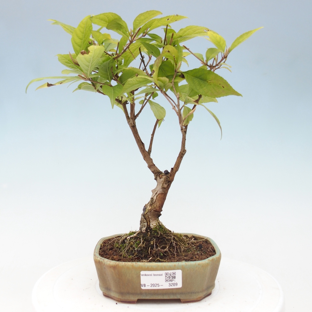 Bonsai im Freien - wunderschöne Pflanze - Callicarpa japonica